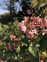 Miconia xalapensis