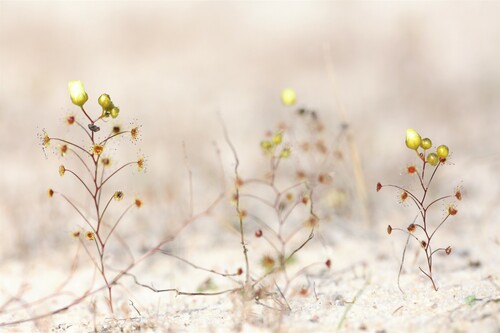 Drosera zigzagia