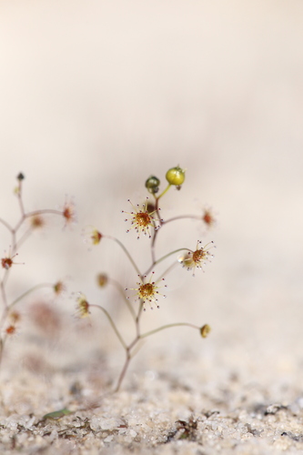 Drosera zigzagia