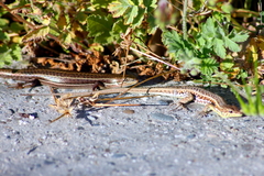 Heremites vittatus