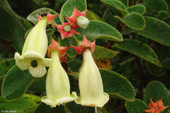 Paliavana sericiflora