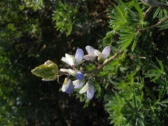 Lupinus variicolor