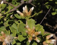 Baccharis vernalis