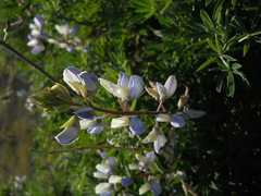 Lupinus variicolor