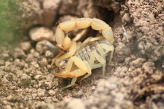 Aegaeobuthus cyprius