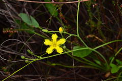 Villarsia capensis