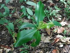 Ardisia revoluta