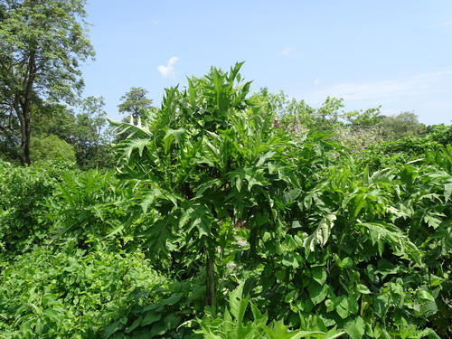 Image of Verbesina turbacensis by (c) Alexis López Hernández, some rights reserved (CC BY)