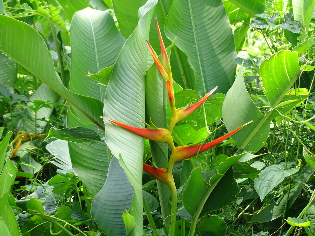 Chuối pháo vàng – Heliconia latispatha