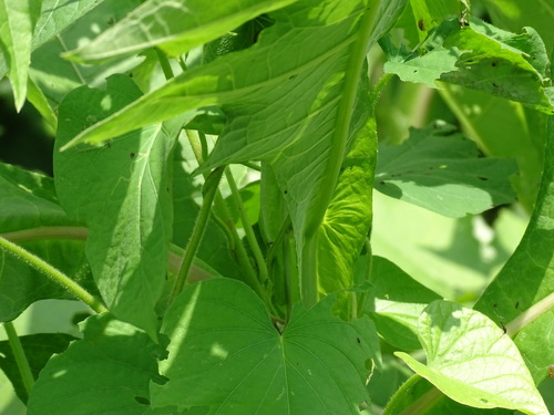 Image of Verbesina turbacensis by (c) Alexis López Hernández, some rights reserved (CC BY)