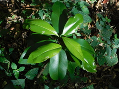 Ardisia revoluta