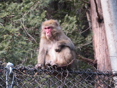 Macaca fuscata fuscata