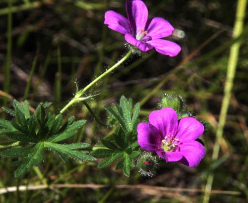 Geranium berteroanum