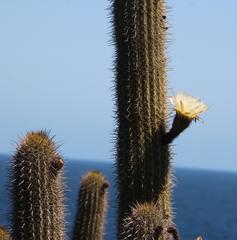 Trichocereus chiloensis litoralis