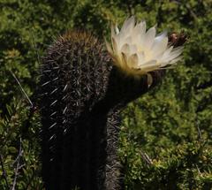 Trichocereus chiloensis litoralis