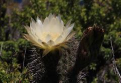 Trichocereus chiloensis litoralis