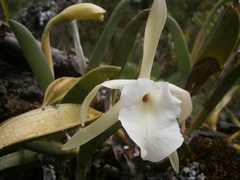 Rhyncholaelia glauca