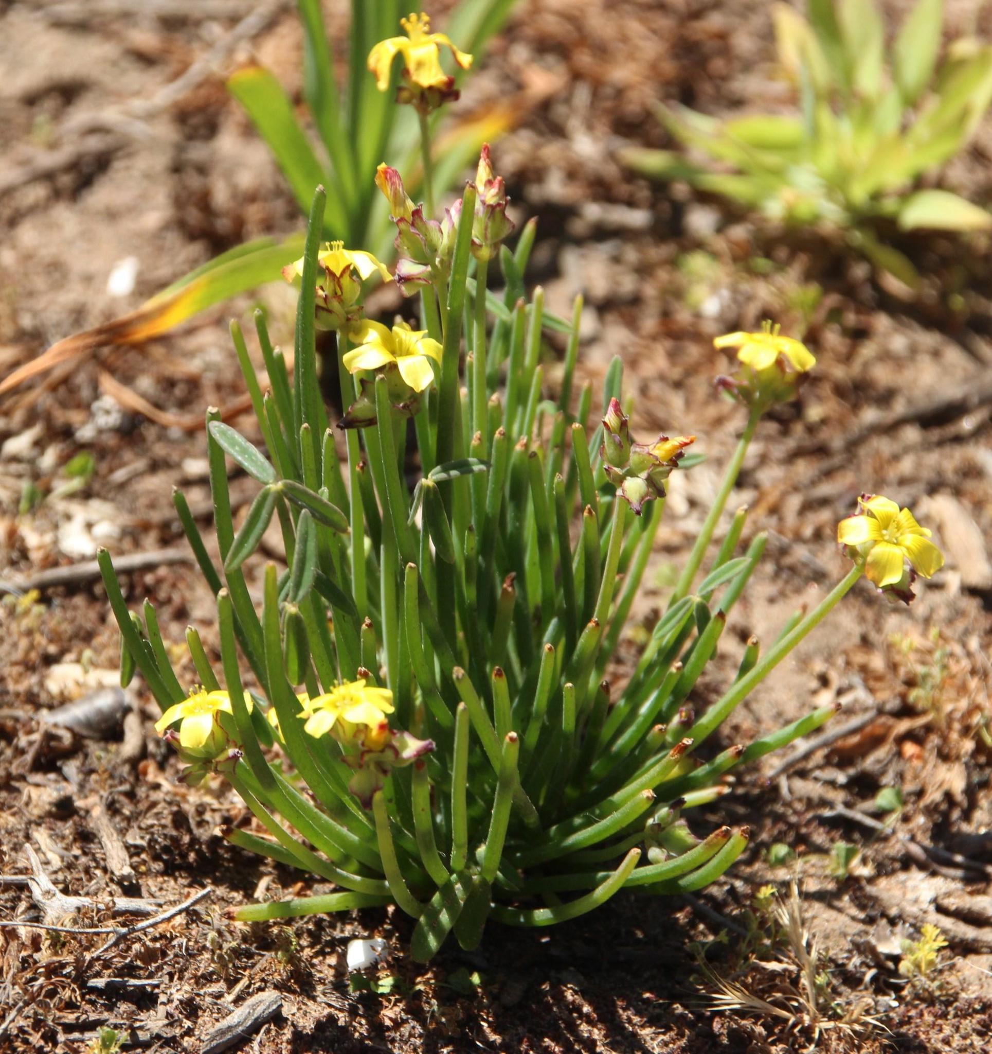 Oxalis tortuosa Lindl. 2