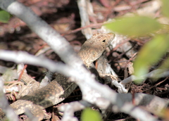 Acanthodactylus schreiberi