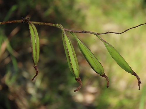 Image of Bletilla formosana by (c) chiuluan, some rights reserved (CC BY)