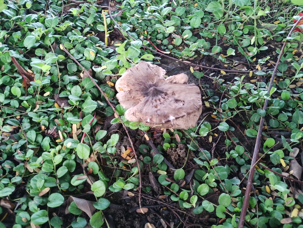 Pluteus atromarginatus · August 2023 · photo: © chenyanjie (iNaturalist, cc-by)