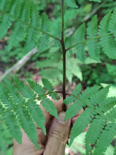 Cornopteris crenulatoserrulata iNat (2)