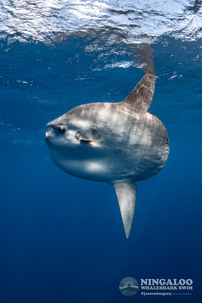 Mola