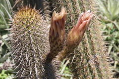 Trichocereus chiloensis litoralis