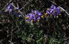 Solanum pinnatum