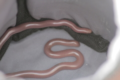 Xerotyphlops vermicularis