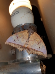 Pterocyclophora pictimargo