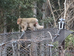 Macaca fuscata fuscata