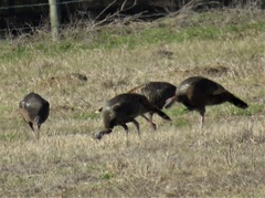 Meleagris gallopavo osceola