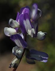 Astragalus amatus