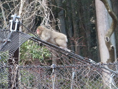 Macaca fuscata fuscata