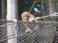 Macaca fuscata fuscata