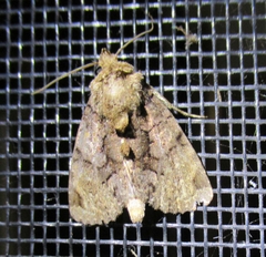 Chytonix