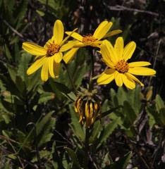Flourensia thurifera