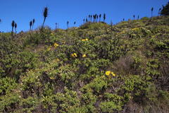 Flourensia thurifera