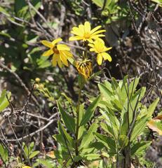 Flourensia thurifera