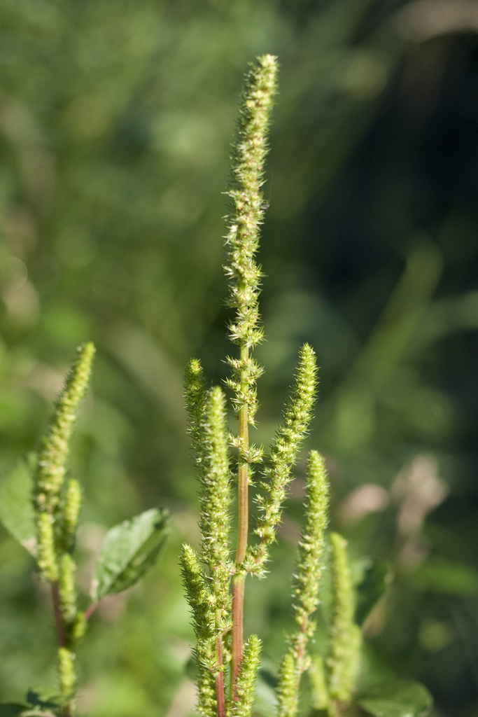 Amaranthus hypochondriacus — a medium houseplant, prefers full sun light