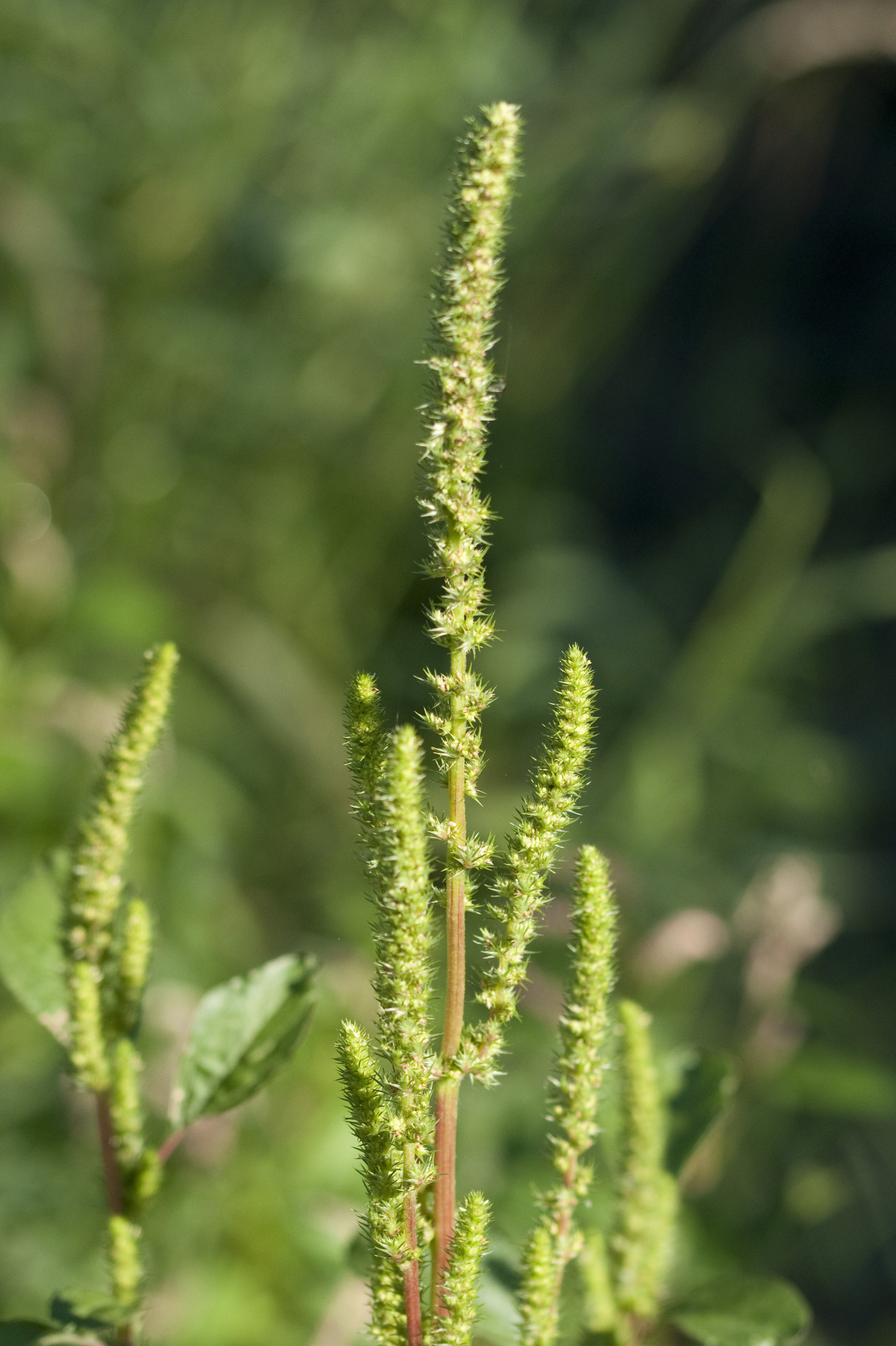 Amaranthus powellii