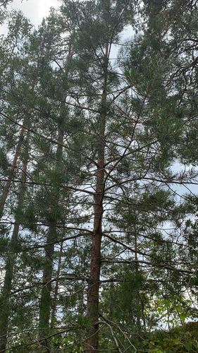 Scots pine