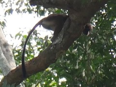 Oustalet's Red Colobus photo 4