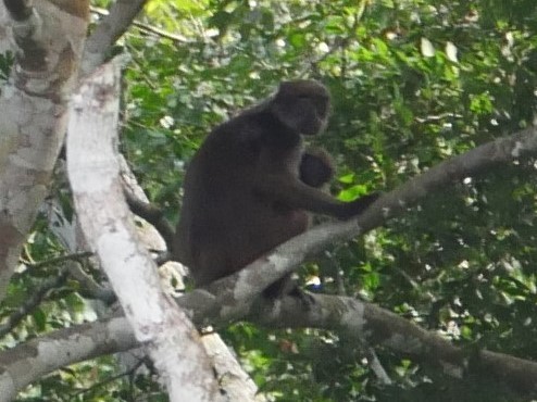 Oustalet’s Red Colobus