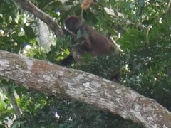 Oustalet's Red Colobus photo 3