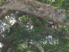 Oustalet's Red Colobus photo 5