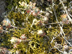Sedum pacense