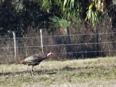 Meleagris gallopavo osceola