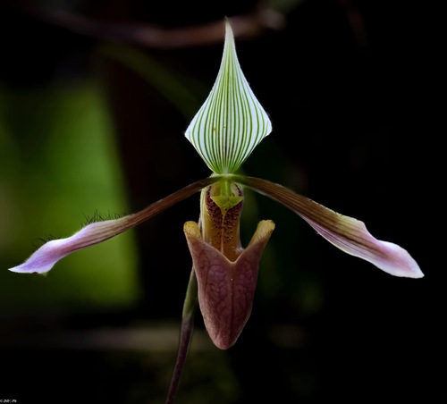 Day's Paphiopedilum (Paphiopedilum dayanum)